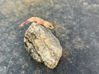 baby gecko on the rocks