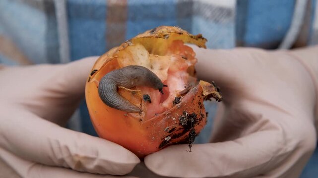 A slug feeds on a damaged tomato held by a farmer in gloves.
