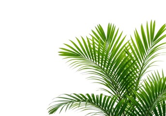 A vibrant, lush parlor palm plant featuring delicate green fronds, photographed strictly isolated on a clean white background, ornamental, isolated, green