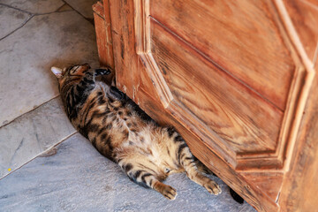 Tabby cat relaxing by wooden door on stone floor