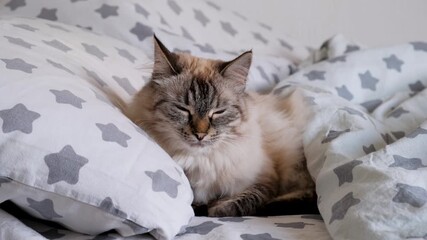 Rare neva masquerade siberian cat sleeping peacefully in bed
