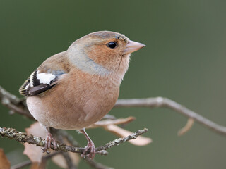  Pinzón común ( fringilla coelebs ) posado en rama. retrato detallado de pinzón posado sobre rama con fondo natural desenfocado. Claridad en los tonos marrones, rosados y azulados. Excelente nitidez .
