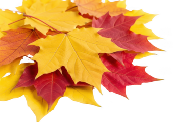 Pile of autumn maple leaves in vibrant red and yellow colors, isolated on transparent background