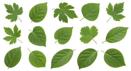 Assortment of green leaves, distinct shapes and vein patterns, isolated on white or transparent background, AI