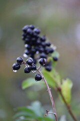 wild Privetfruits with Raindrops