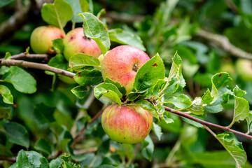 close up of ecological ripe red apples on an apple tree branch (Malus domestica) with blurred background background