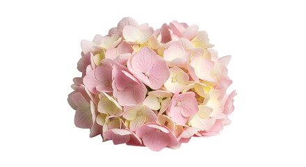 Pink hydrangea flower, a beautiful bloom for floral arrangements