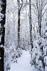 Beautiful winter landscape in a forest after a snowstorm in Quebec, Canada
