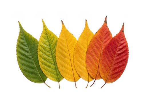 A gradient of autumn leaves showing color change from green to red isolated on transparent background