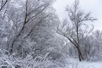 Trees in covered with snow on frosty winter day. Winter landscapes of new year and snowfall of christmas. Bare tree branches covered in white snow in forest. Ice crystals and sleet on winter tree.