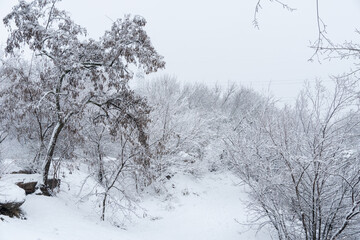 Trees in covered with snow on frosty winter day. Winter landscapes of new year and snowfall of christmas. Bare tree branches covered in white snow in forest. Ice crystals and sleet on winter tree.