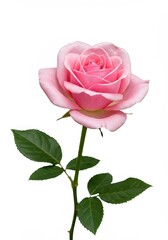 Fototapeta premium A delicate single pink rose blossom isolated against a stark bright white background showcasing gentle petals and natural beauty ,flower ,gentle ,pastel