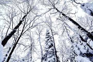 Beautiful winter landscape in a forest after a snowstorm in Quebec, Canada