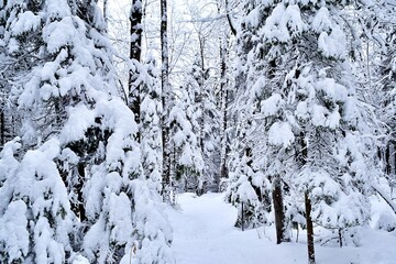 Beautiful winter landscape in a forest after a snowstorm in Quebec, Canada