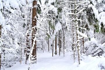 Beautiful winter landscape in a forest after a snowstorm in Quebec, Canada