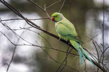 Ringneck parakeet