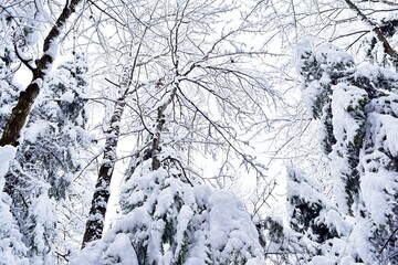 Beautiful winter landscape in a forest after a snowstorm in Quebec, Canada