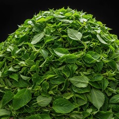 A massive, bright green pile of freshly harvested leaves sits ready for market, displaying high quality and crisp texture, vegetable, botany, ingredient