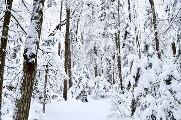 Beautiful winter landscape in a forest after a snowstorm in Quebec, Canada