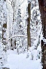 Beautiful winter landscape in a forest after a snowstorm in Quebec, Canada