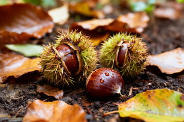 Sweet Chestnut (Castanea sativa) – edible chestnuts in spiky husks on forest floor among autumn leaves and dew.