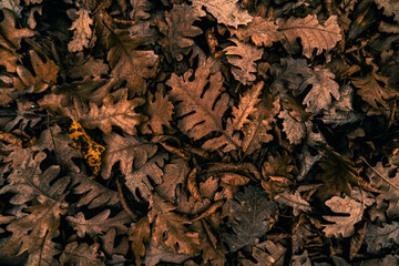 A close-up of fallen, dry, yellow-brown oak leaves. Perfect for autumn backgrounds, textures, or seasonal designs. The leaves have a distinctive lobed shape.