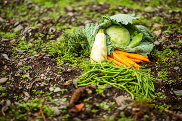 Freshly harvested garden vegetables on soil including cabbage, carrots and beans
