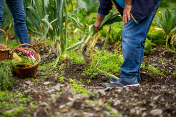 Man harvesting leeks by hand in vegetable garden