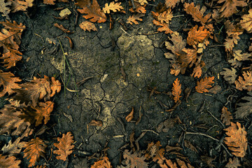 autumn leaves on the ground