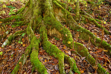 Moss covered tree roots