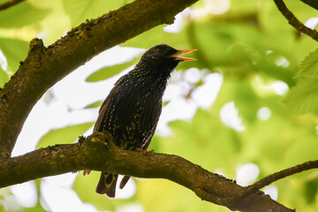 Starling Singing on Branch Closeup in Springtime Park