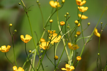 Fototapeta premium Close up of wild yellow ranunculus flowers blooming vibrantly in a sunny meadow