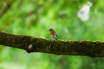 Robin on Branch with Worms in Beak in Green Spring Forest Background