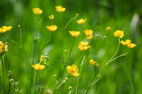 Close up of wild yellow ranunculus flowers blooming vibrantly in a sunny meadow