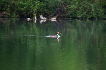Crested Grebe Floating on Green Lake in Springtime