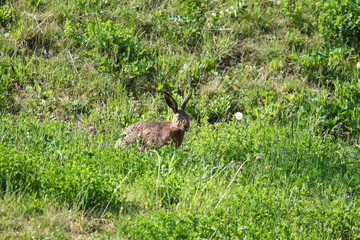 Wild Rabbit Sitting Calmly on Fresh Green Grass in Natural Environment