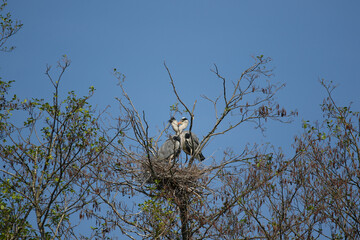 Two Grey Herons Kissing on Tree Nest Near Lake in Regensburg