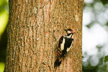 Great Spotted Woodpecker Dendrocopos Major Searching for Food on Tree Trunk