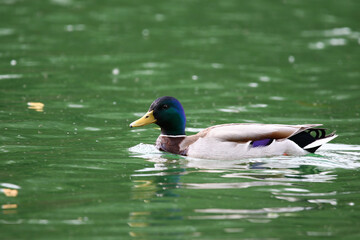Mallard floating on green lake water near Regensburg in spring