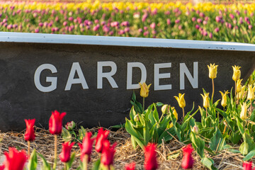 Colorful tulip garden welcomes visitors with vibrant flowers and a cheerful atmosphere during...