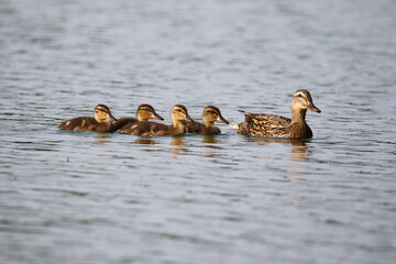 Female Mallard with four ducklings floating on lake near Regensburg in spring