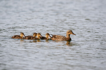Female Mallard with four ducklings floating on lake near Regensburg in spring