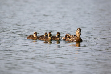 Female Mallard with four ducklings floating on lake near Regensburg in spring