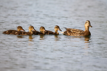 Female Mallard with four ducklings floating on lake near Regensburg in spring