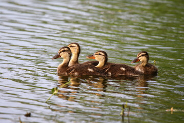 Female Mallard with four ducklings floating on lake near Regensburg in spring