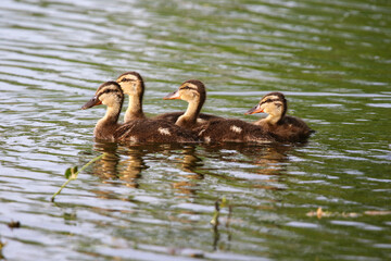 Female Mallard with four ducklings floating on lake near Regensburg in spring