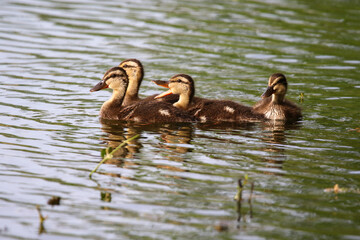 Female Mallard with four ducklings floating on lake near Regensburg in spring