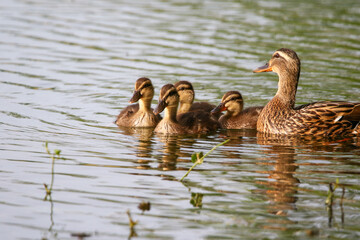 Female Mallard with four ducklings floating on lake near Regensburg in spring
