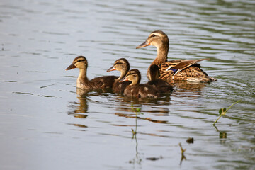 Female Mallard with four ducklings floating on lake near Regensburg in spring