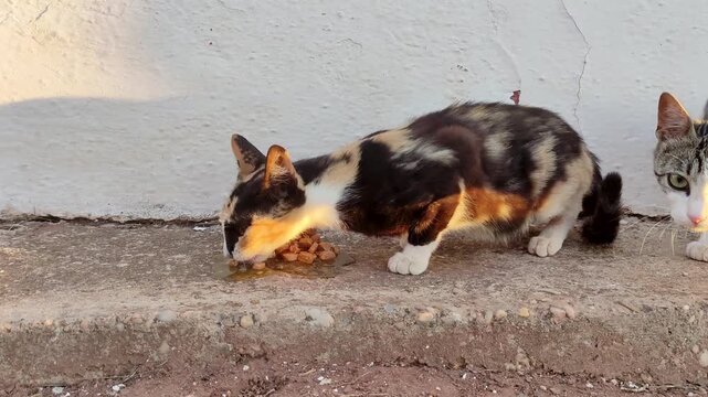 A pregnant stray cat eats wet food on the asphalt. Cat colony.
